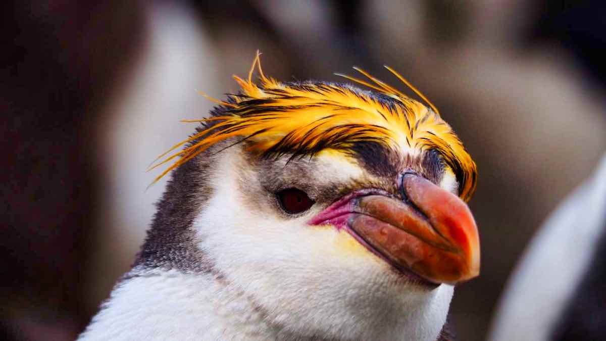 PenguinWorld
